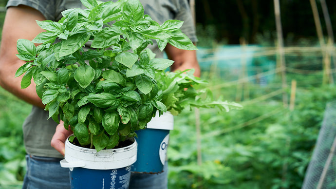 Does Holy Basil Promote Non-Toxic Living—Plus, What Are Adaptogens?