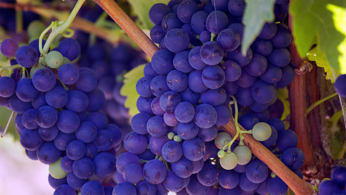 Grape Seed Extract: Fast Facts, Dosage, and Herb Blends